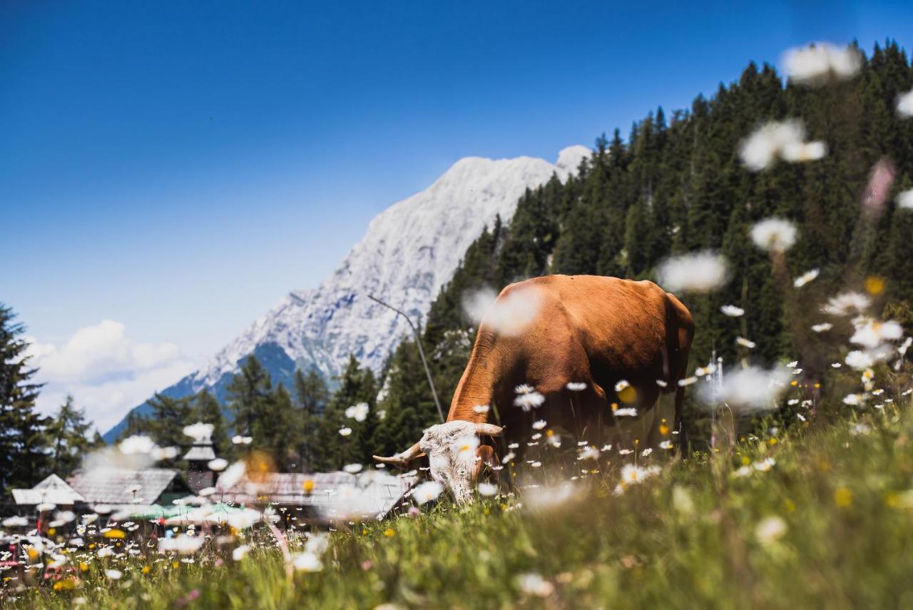 Apartments Zvoh, Krvavec, Ski-In, Ski-Out Cerklje na Gorenjskem Εξωτερικό φωτογραφία